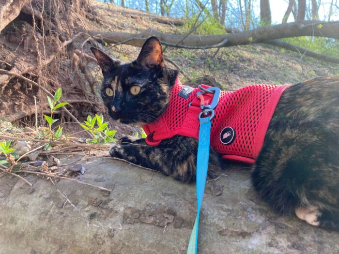 cat-harness-leash