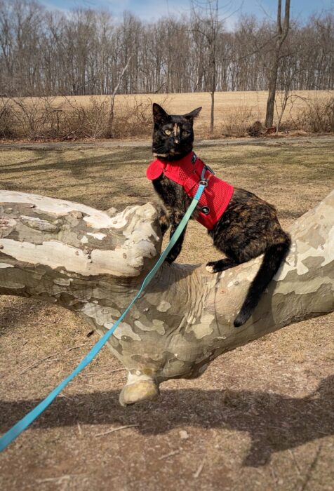 cat-leash-harness-park