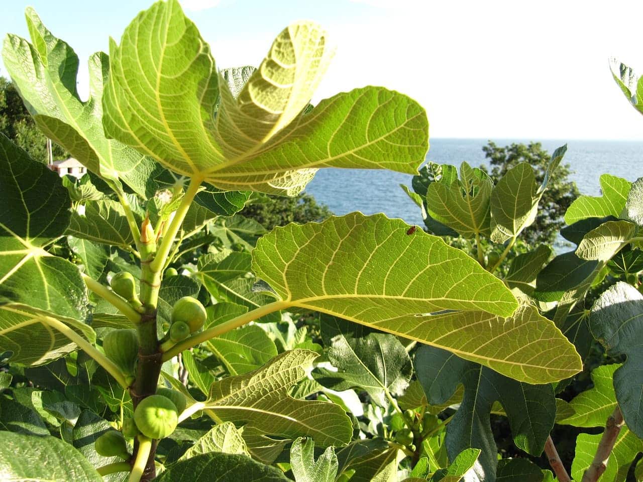 fig leaves