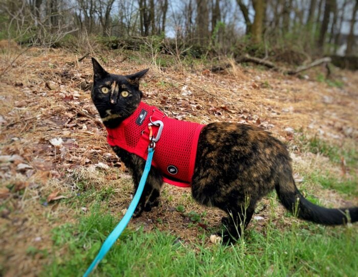 cat-harness-leash