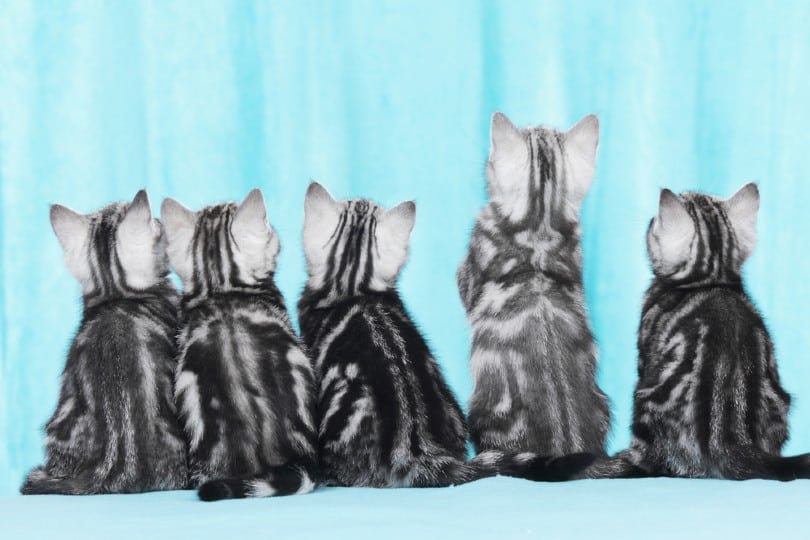 five silver tabby kittens from behind