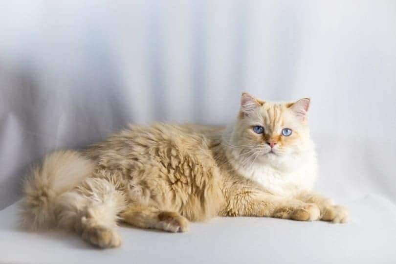 flame point ragdoll cat