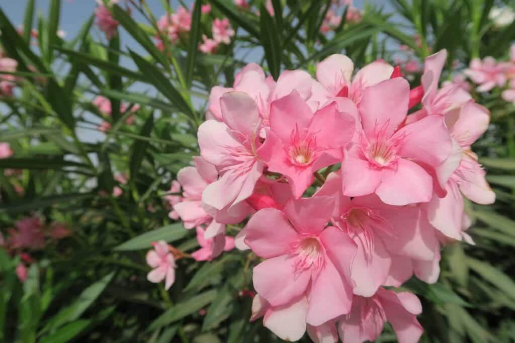 Oleander