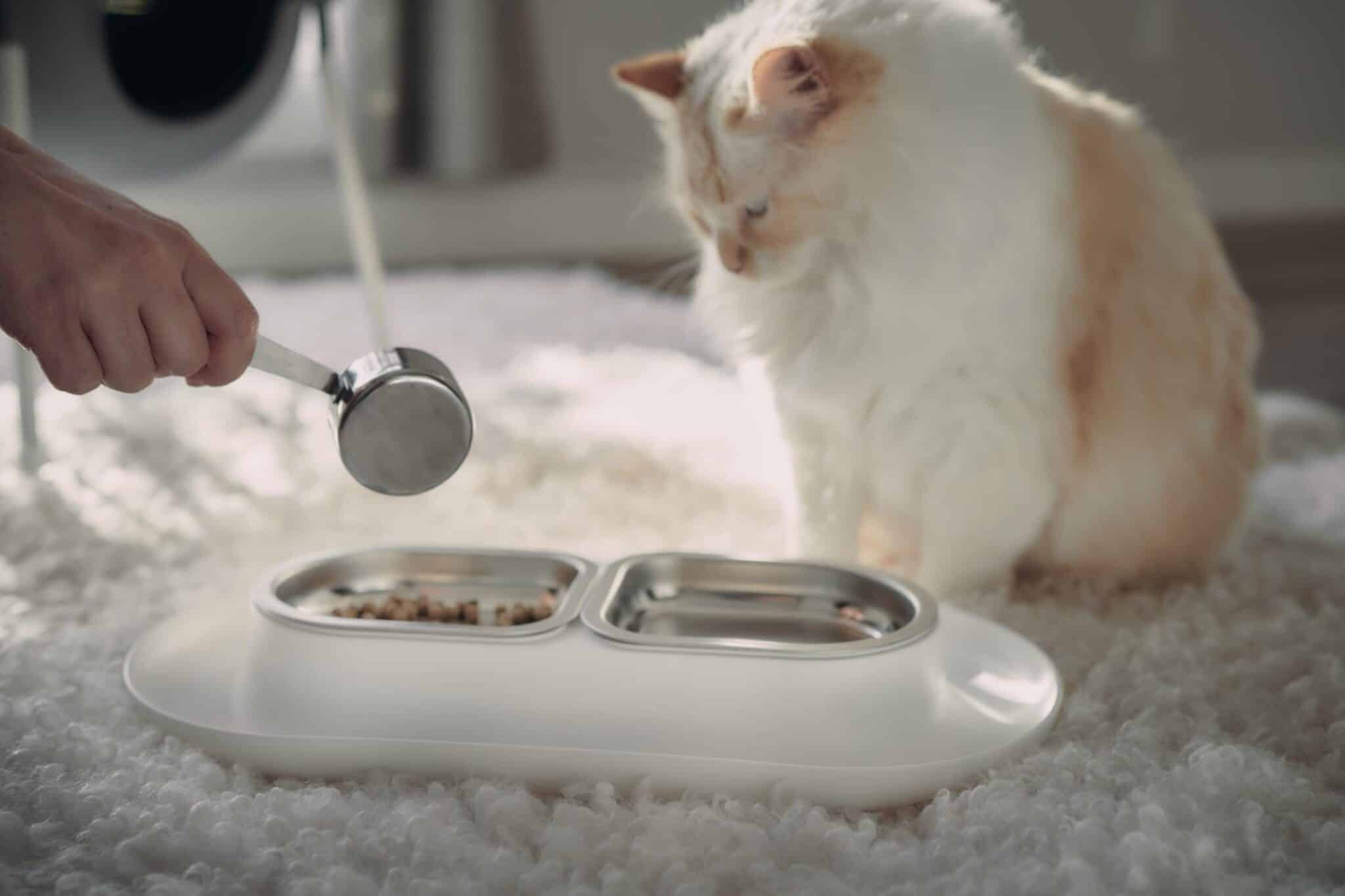 fluffly white cat being fed eating hepper nom nom bowl