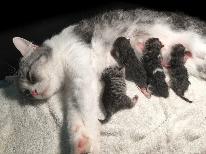 fluffy cat pregnant give birth and new born baby kittens_iarecottonstudio_shutterstock