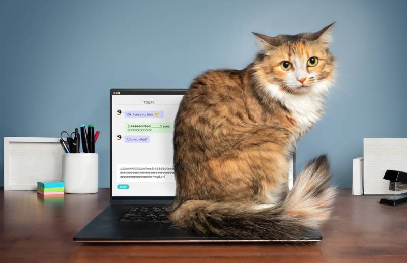 fluffy cat sitting on a laptop's keyboard