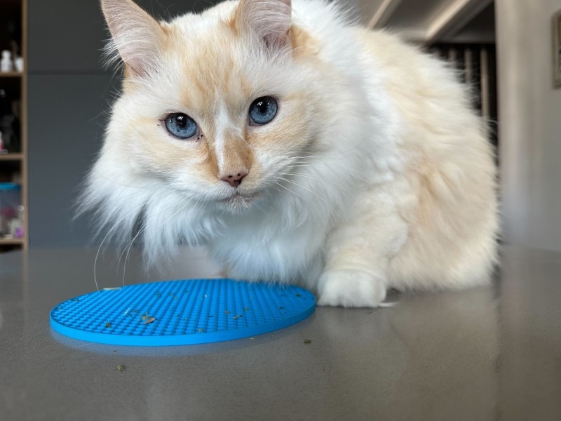 fluffy cat with blue eyes next to lick mat