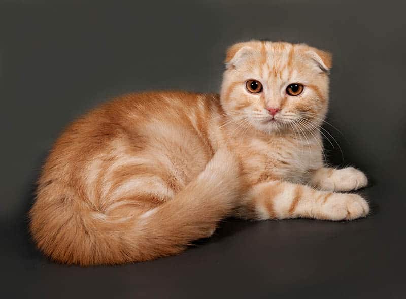 fluffy orange Scottish Fold cat