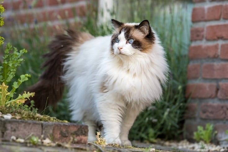 fluffy ragdoll outdoors