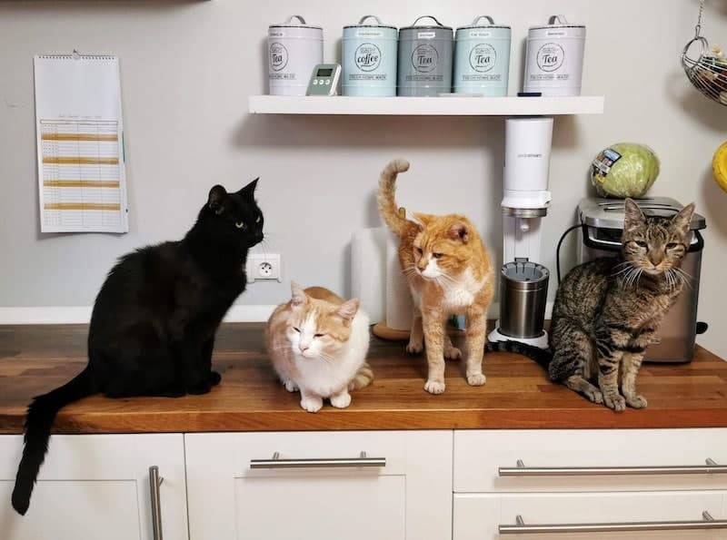 four cats sitting on kitchen counter