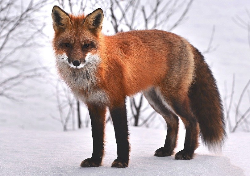 fox standing on snow