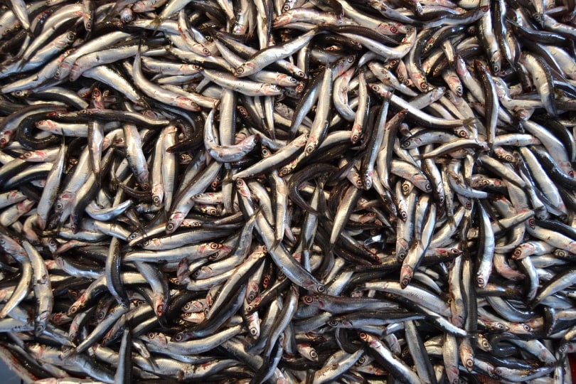 fresh anchovies