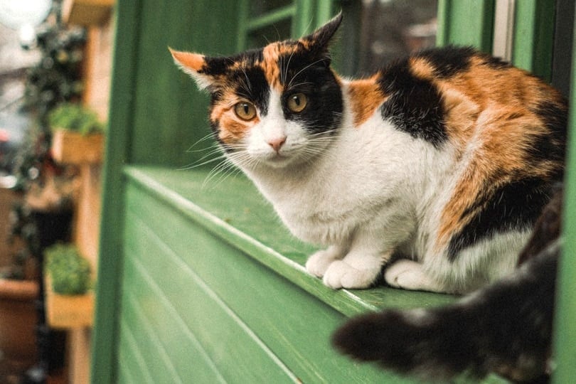 frightened cat on window jam