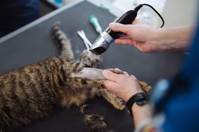 fur trimmed with an electric clipper_DwaFotografy_shutterstock