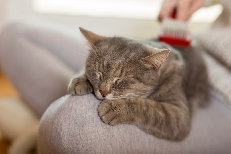 furry tabby cat lying on its owners lap