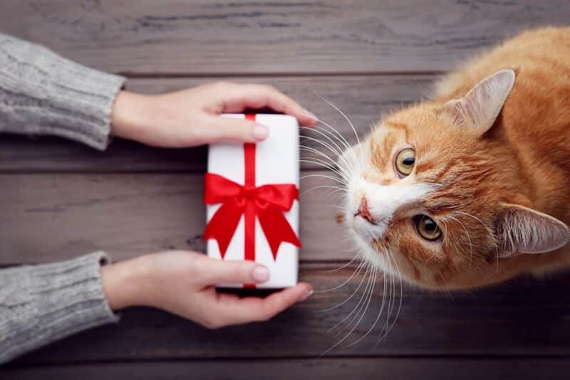 14 Festive Christmas Gift Ideas For Your Cat Catster