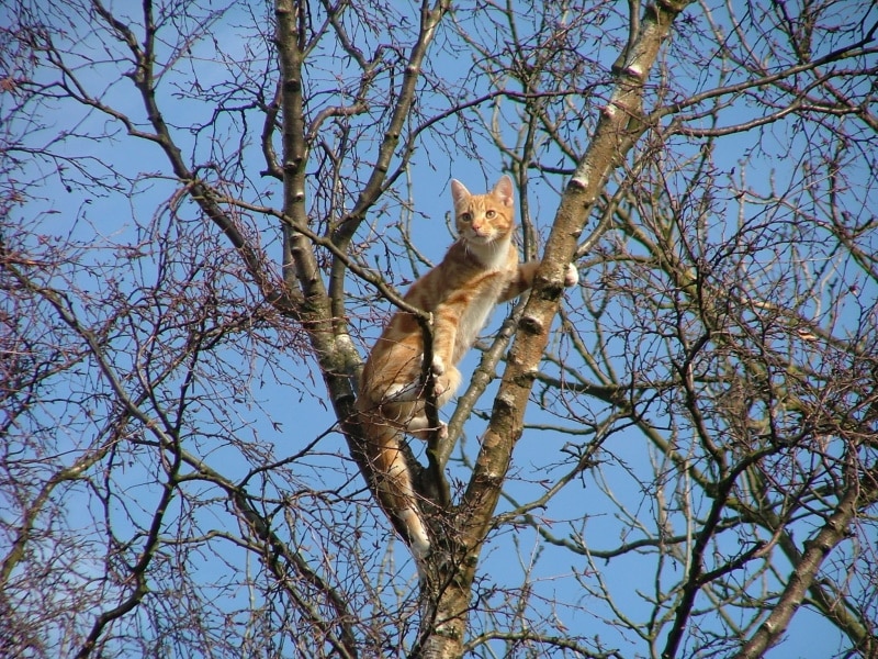 ginger cat climbing tre