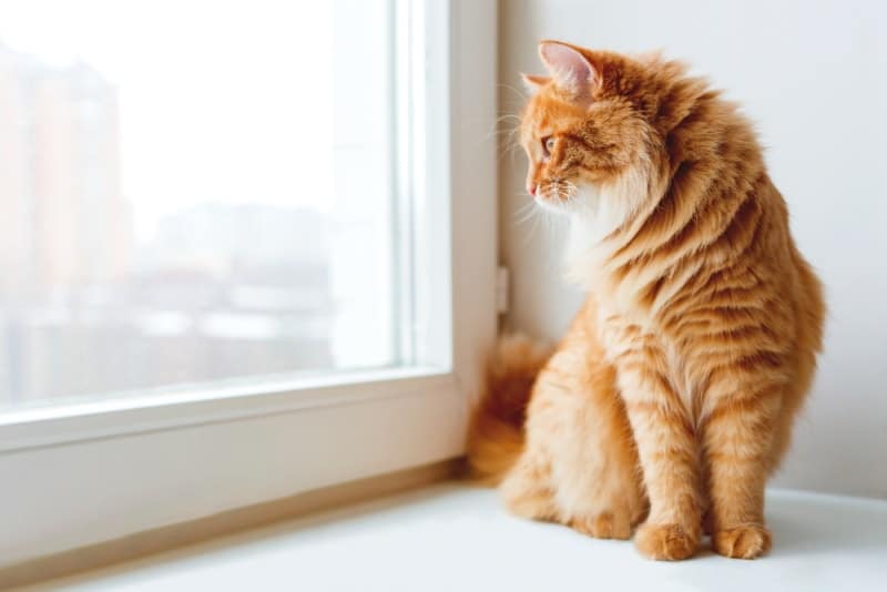 ginger cat looking at the window