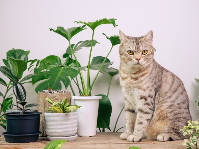 tabby cat near plants