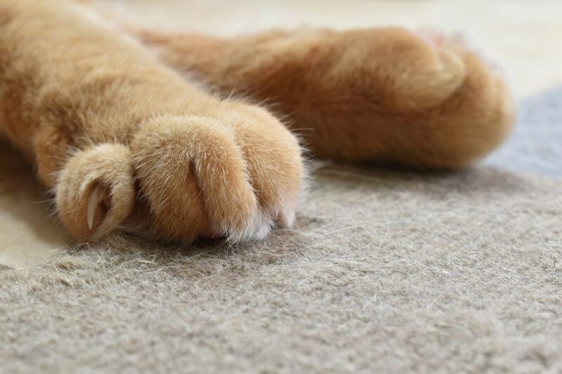 ginger cat paws and claws scratching carpet