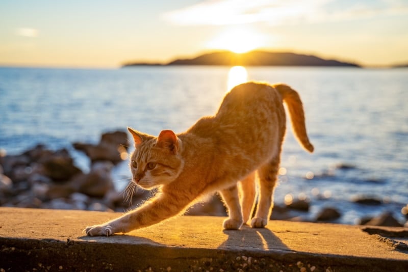 ginger cat stretching at sunset