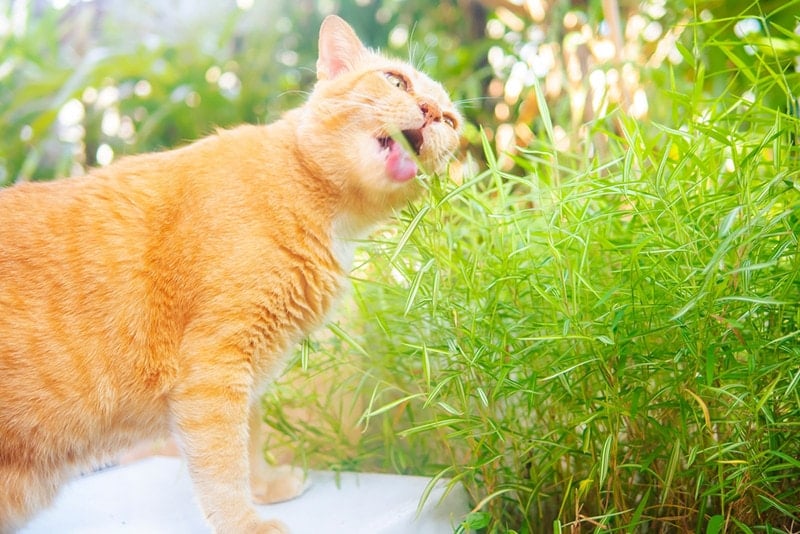 ginger cats eating grass or bamboo