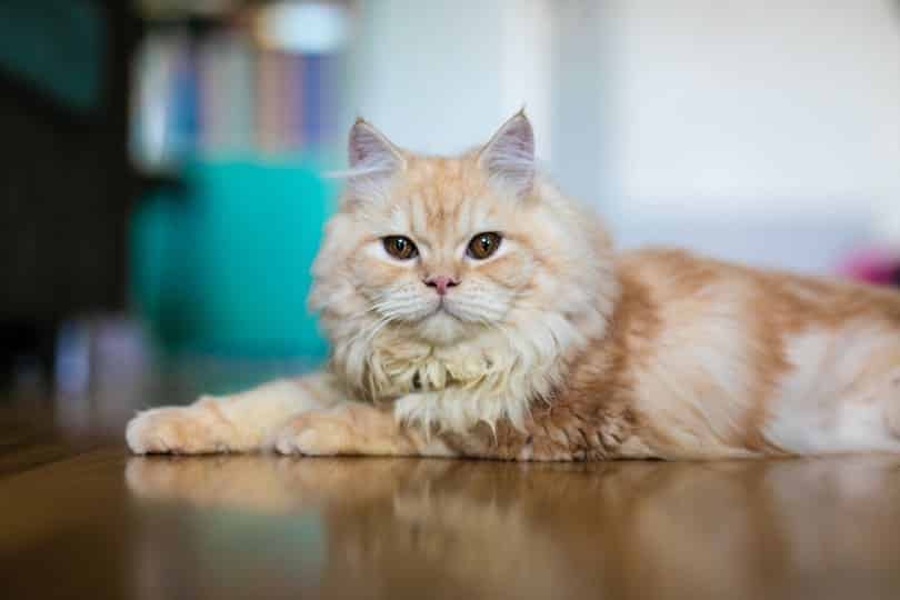 ginger doll face persian cat lying on the floor