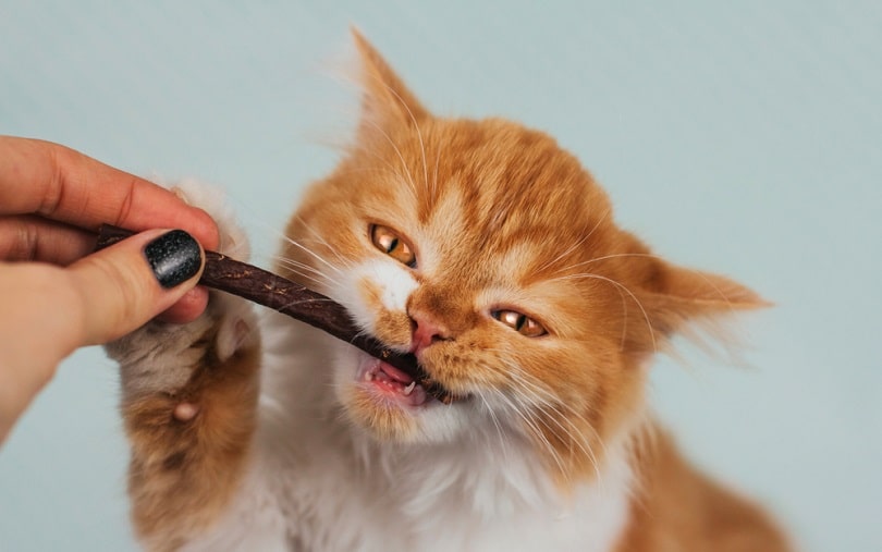 ginger kitten eats a treat_Marinka buronka_shutterstock