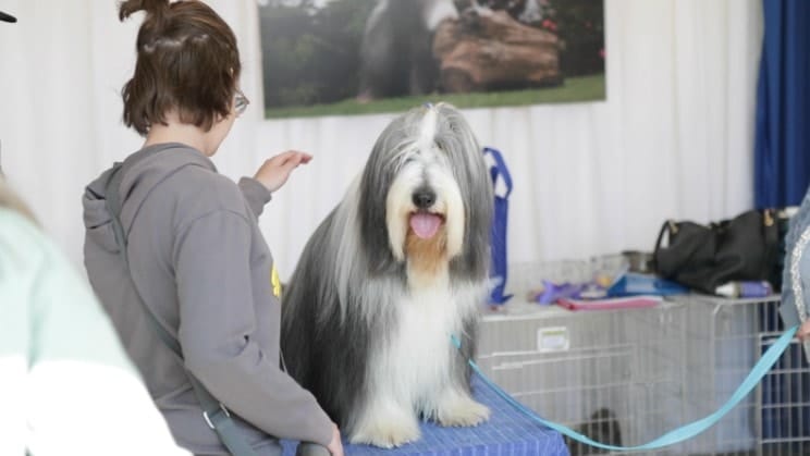 girl with her long-haired dog