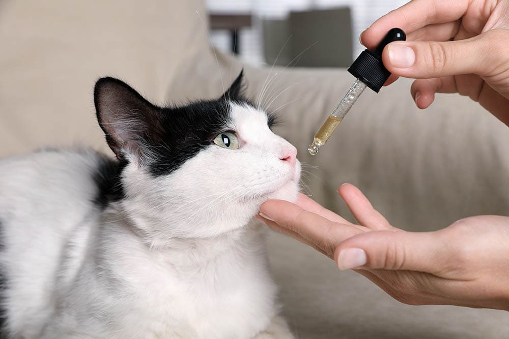 giving-cat-cbd-oil