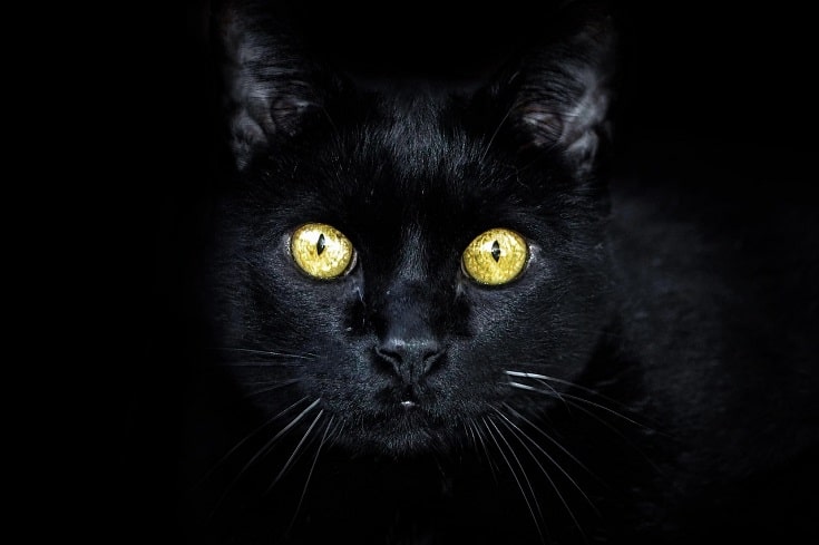 glowing eyes