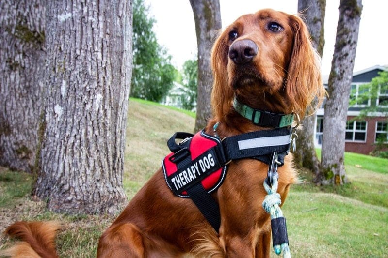 red golden therapy dog in harness