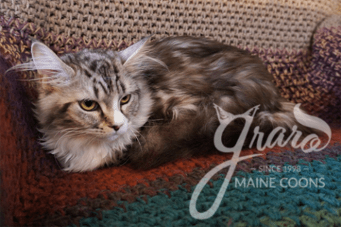 graro maine coon logo