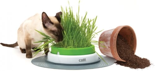 cat-grass