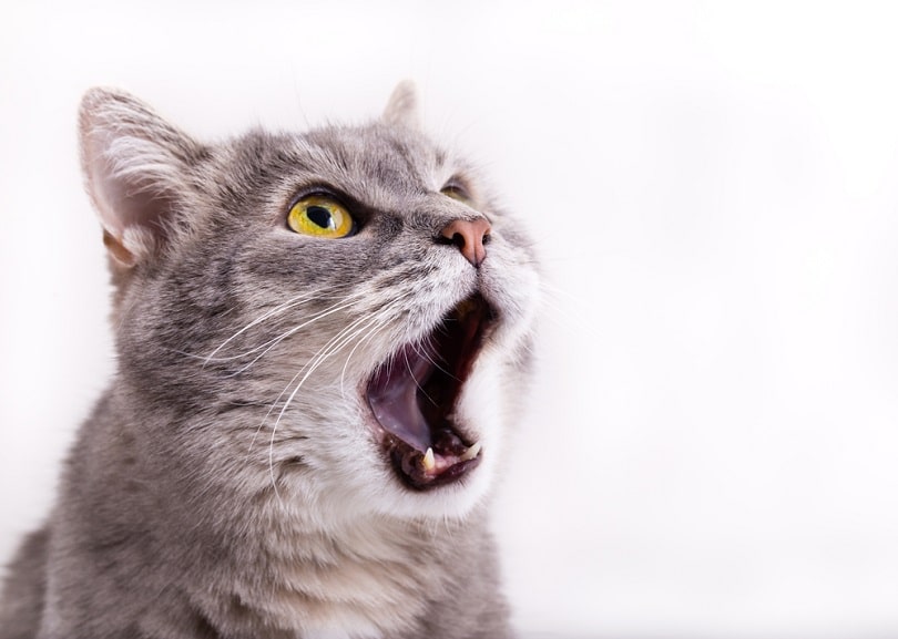 gray-cat-looking-up_Ekaterina-Kolomeets_shutterstock