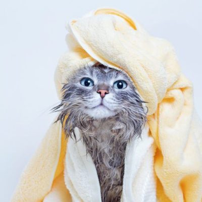 gray-cat-newly-bathe