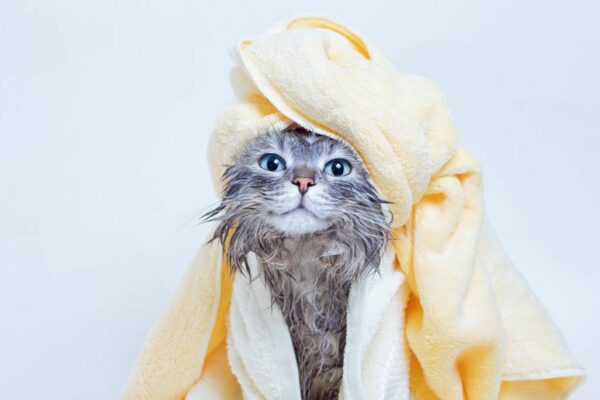gray-cat-newly-bathe