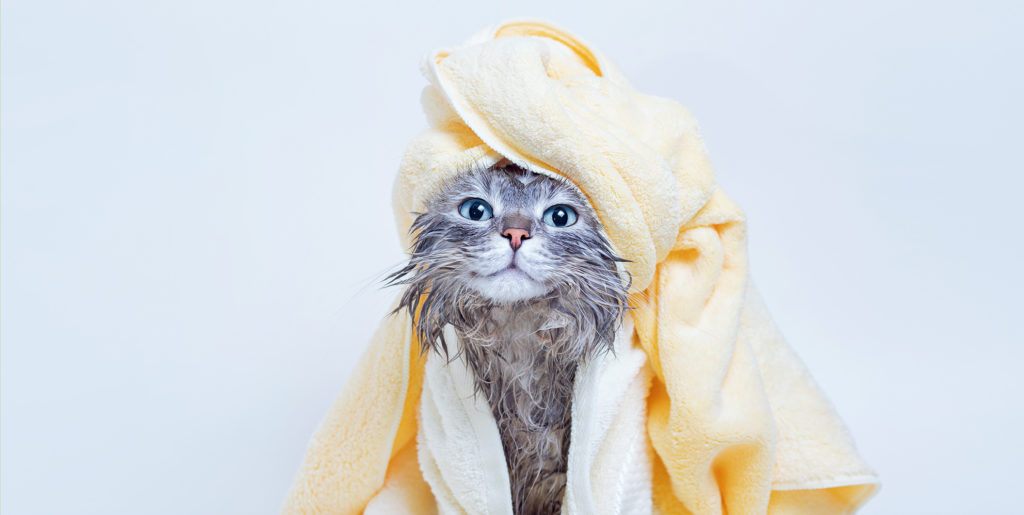 gray cat newly bathe