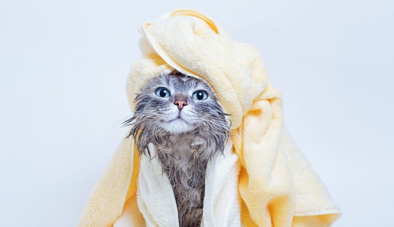 gray cat newly bathe