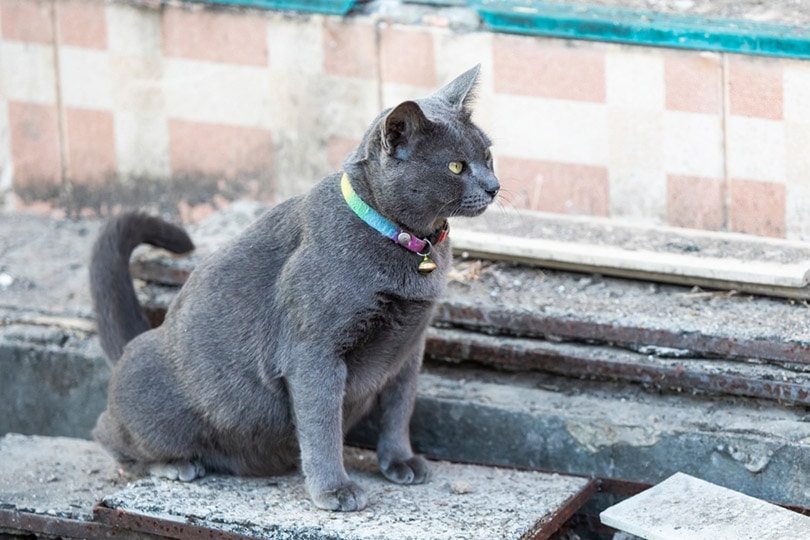 gray cat peeing on cement floor on the edge of side walk