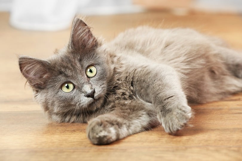 gray kitten plays on floor