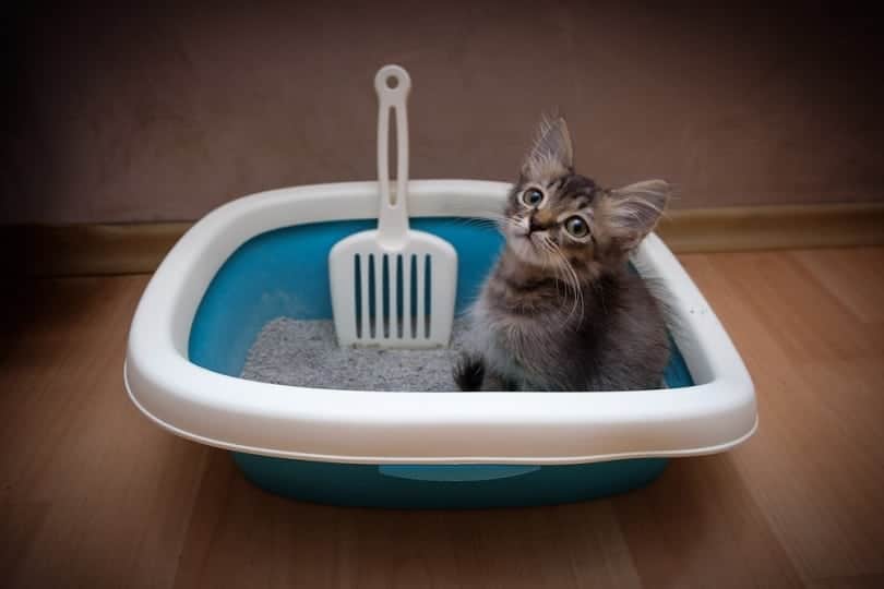 gray kitten sitting in litter box_Andrey Khusnutdinov_shutterstock