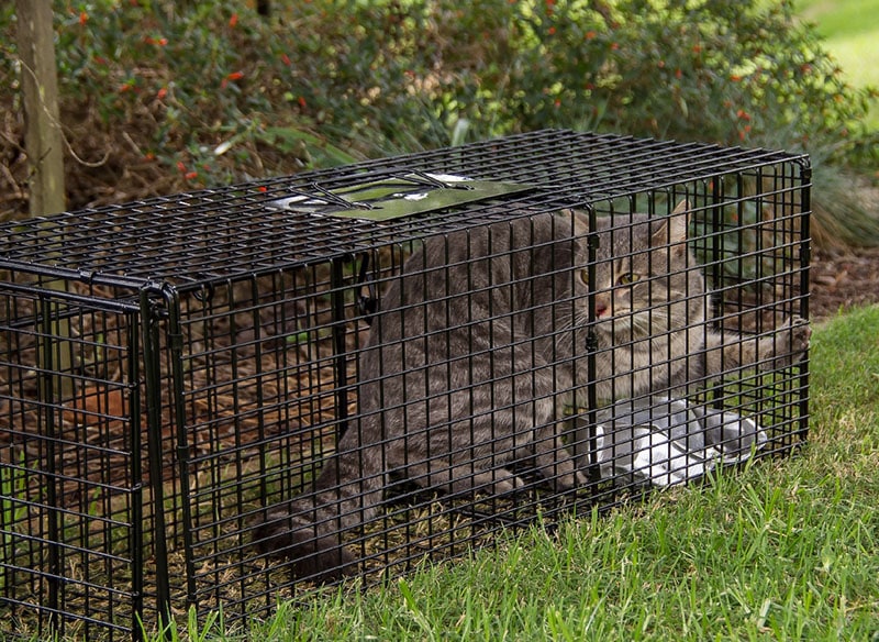 gray striped cat trapped in a cage