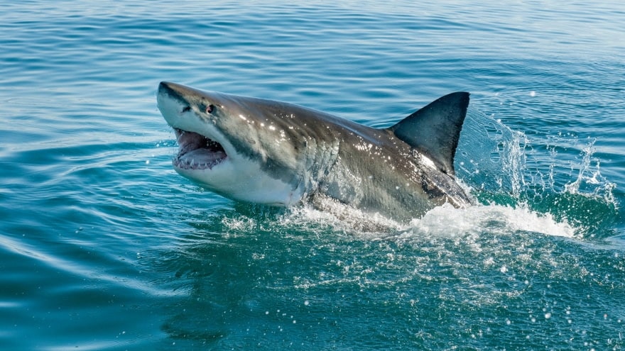 great white shark