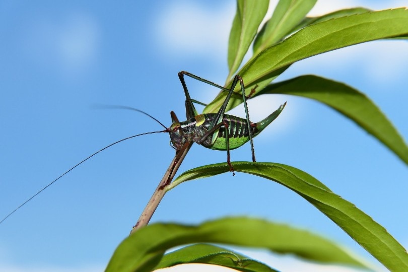 green cricket on leaf