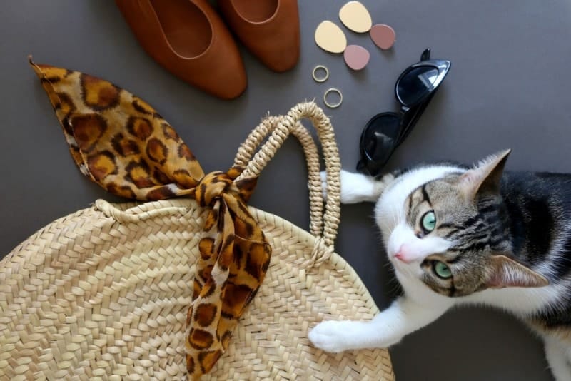 green eyed cat sitting next to purse sunglasses and shoes