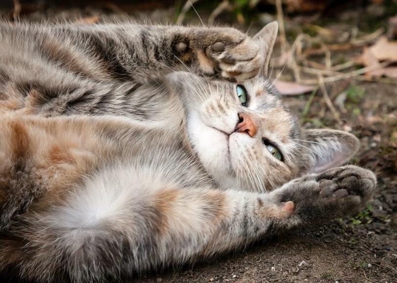 grey-and-ginger-tortoiseshell-tabby-cat-rolling-on-the-dirt_-SJ-Duran_shutterstock