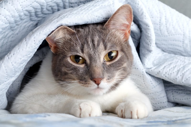 grey and white cat under the blanket