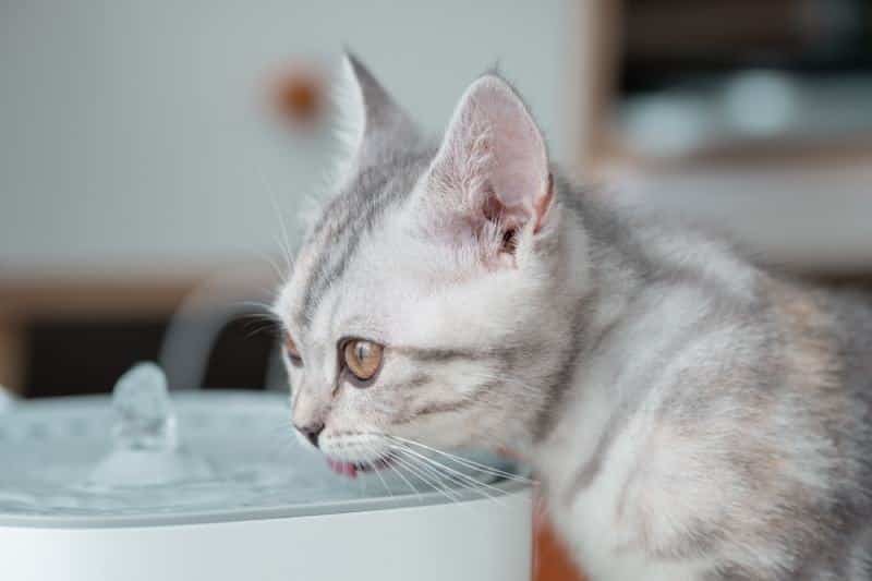 grey and white kitten drinking water at the pet drinking fountain