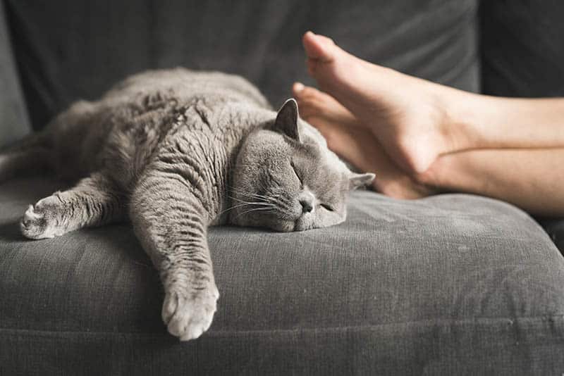 grey british shorthair cat sleeping below persons feet in the couch